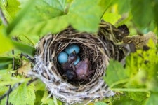[여름철새 고향은 한국] 뻐꾸기 둥지 위를 날아간 새는 없다