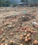 560ha 싹쓸이벌목이 포항 특별재난지역 홍수 키웠다