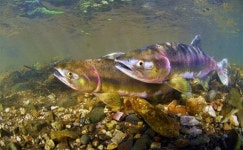 연어 회귀하천 보 구조물 없애야