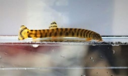 [살아있는 생명체에 고기라니] 왜 물고기라고 할까 소는 소고기 아닌데