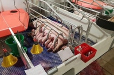 [스마트축산, 농업의 체질을 바꾼다 ②] 데이터로 승부하는 정밀축산 선구자들