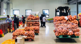 정부수매 양파 1903톤 베트남 일본 중국 수출