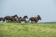 한라산 난지축산연구소 승용마 방목