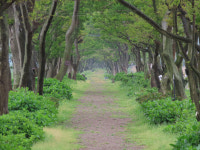 [백섬백길 걷기여행  16] 도초도 팽나무 십리길