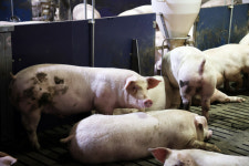 [미래 기후, 기회의 재발견 ②] 가축분뇨로 에너지자립 돼지농장을 꿈꾸다