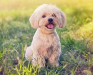 한검평 “반려동물관리사·애견미용사 자격증, 이벤트 통해 무료인강 지원”