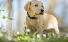 한국장학진흥원, 반려동물관리사·애견미용사 자격증 취득과정 무료수강 혜택 지원