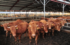 봉화한약우, 우수축산물브랜드 선정