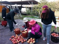 수확기, 일손부족 과수 농가 돕기 ‘구슬땀’