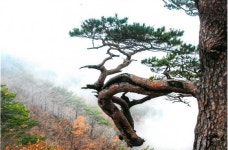 울진사진공모展 김소정 씨 ‘대왕송’ 금상