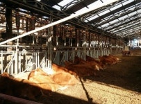 성주군 용암면 용정리 축사 소33두 감전사고