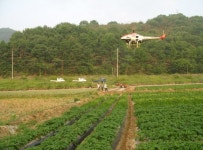고령, 양파ㆍ마늘 긴급방제