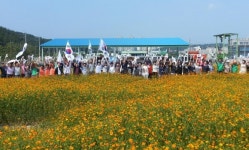 포항 장량동주민센터, 코스모스 꽃밭 조성