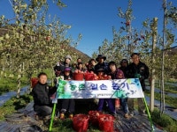 포항 양학동주민센터, 사과수확 농촌봉사활동