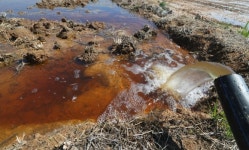 ‘붉은 물’ 소동…범인은 돼지농장?