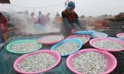 (포토) 봄볕 멸치 말리기