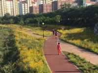 “금계국 물든 남천둔치로 놀러 오이소”