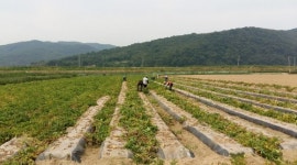 고령, 농가 일손 돕기 ‘구슬땀’
