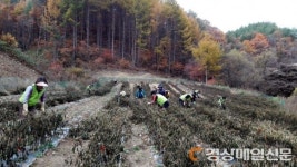 농협 울진군지부, 농가도우미 역할 ‘척척’