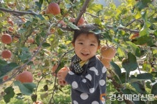 영양초등병설유치원 입암면 사과 따기 체험