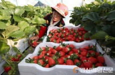 (포토) 지진 이겨낸…‘수확의 기쁨’