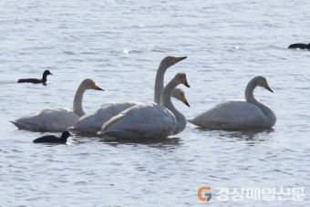 (포토) 형산강 찾은 큰 고니 가족