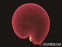 생명의 근원…씨앗의 아름다움에 흠뻑
