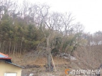 구미, 무수리 돌배나무 보호수 지정