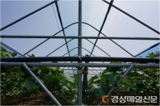 영천, 과수 산업 경쟁력 키운다