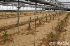 영주, 소득 대체작물 실증재배 ‘경영비 축소’