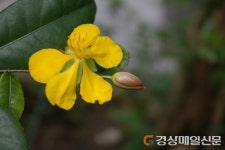 경주 동궁원서 봄 즐기자