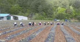 울진 농촌인력지원단, 농가 돕기 호응