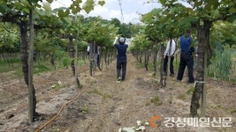김천 생활환경과, 봉산면 포도재배 농가 일손도와