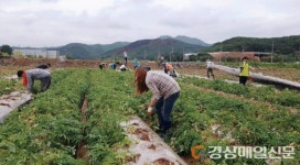 고령 관광진흥과, 구곡리서 비닐 제거 등 일손도와