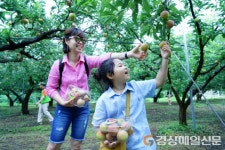 새콤달콤 김천자두ㆍ포도, 관광객 유혹