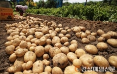 (포토)  씨알 굵고 맛 좋은 ‘하지감자’ 수확