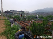 고령 대가야읍, 장기리 농가서 일손 돕기 나서