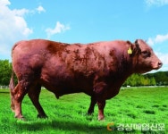 영주 덕풍농장 韓牛, 국가 보증씨 수소 추가 선정
