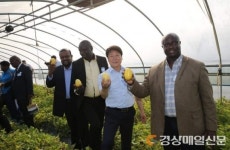 성주군 선남면 보화참외농장에