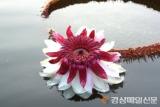 ‘세계의 수련, 한국의 수생식물’ 기획전시회
