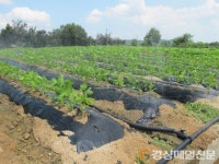 콩재배 농가 시비ㆍ관수 관리 주의보 발령