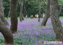 푸른 소나무 아래 보랏빛 맥문동 물결 ‘넘실’