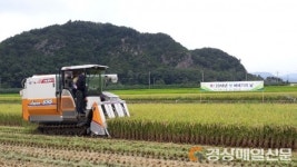 포항 청하면 미남리 첫 벼베기 