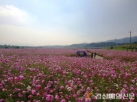 경산 금호강변, 가을과 함께 온 코스모스 물결 