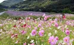 <포토>코스모스 길 따라, 가을 길 따라