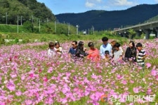 <포토>코스모스 길 따라, 가을 길 따라