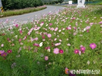 경산 용성면, 코스모스 꽃길 호응
