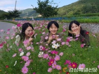 경산 용성면, 코스모스 꽃길 호응
