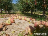 영주 부석면 북부지역, 과실 절반이 바닥에…
