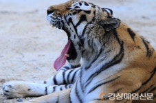 “백두산 호랑이 氣 받아 가세요”